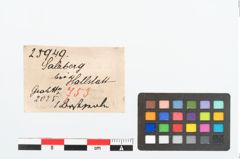 Etikett zu Bernsteinringperle (NHMW-PRAE-025949)